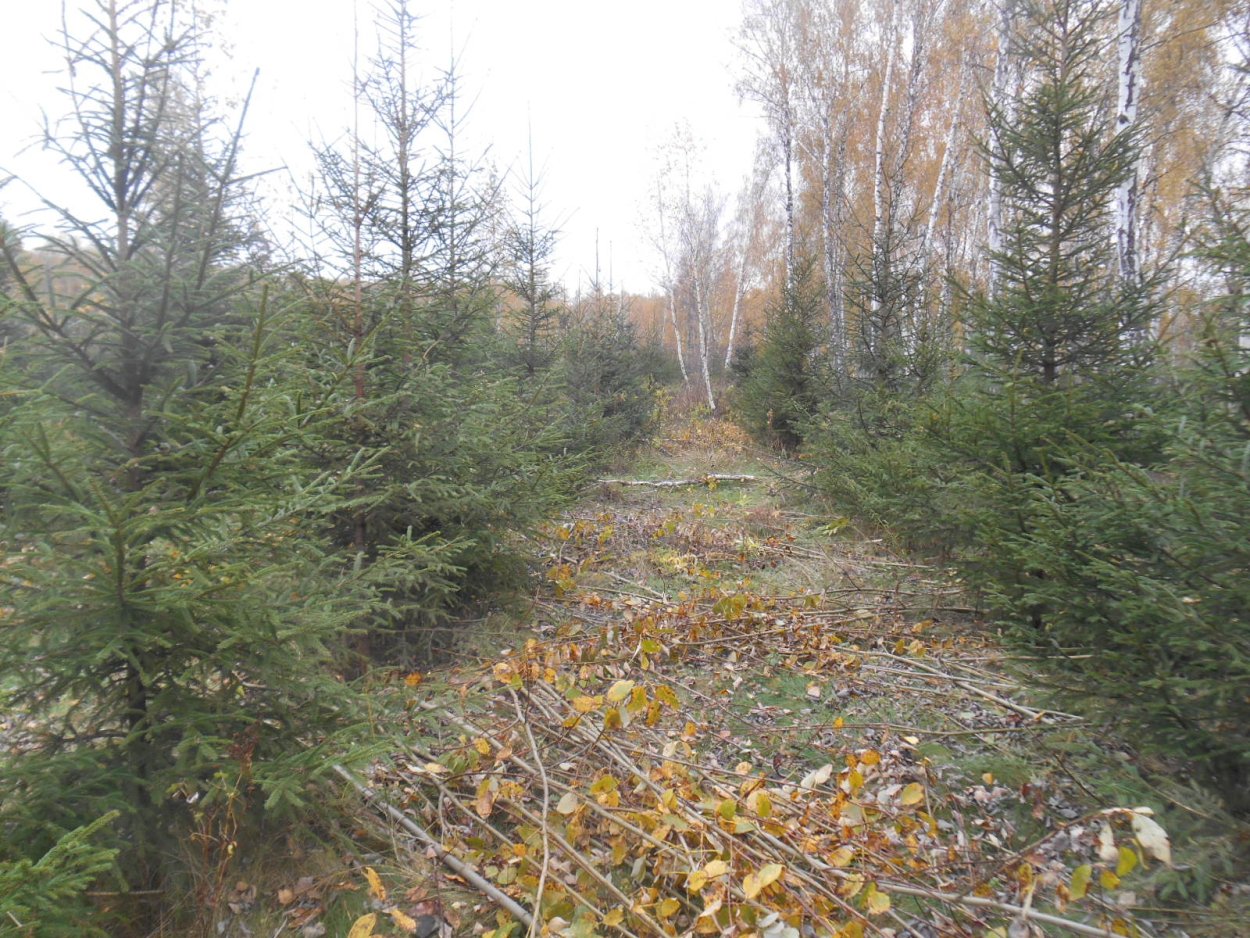 Рубки прореживания