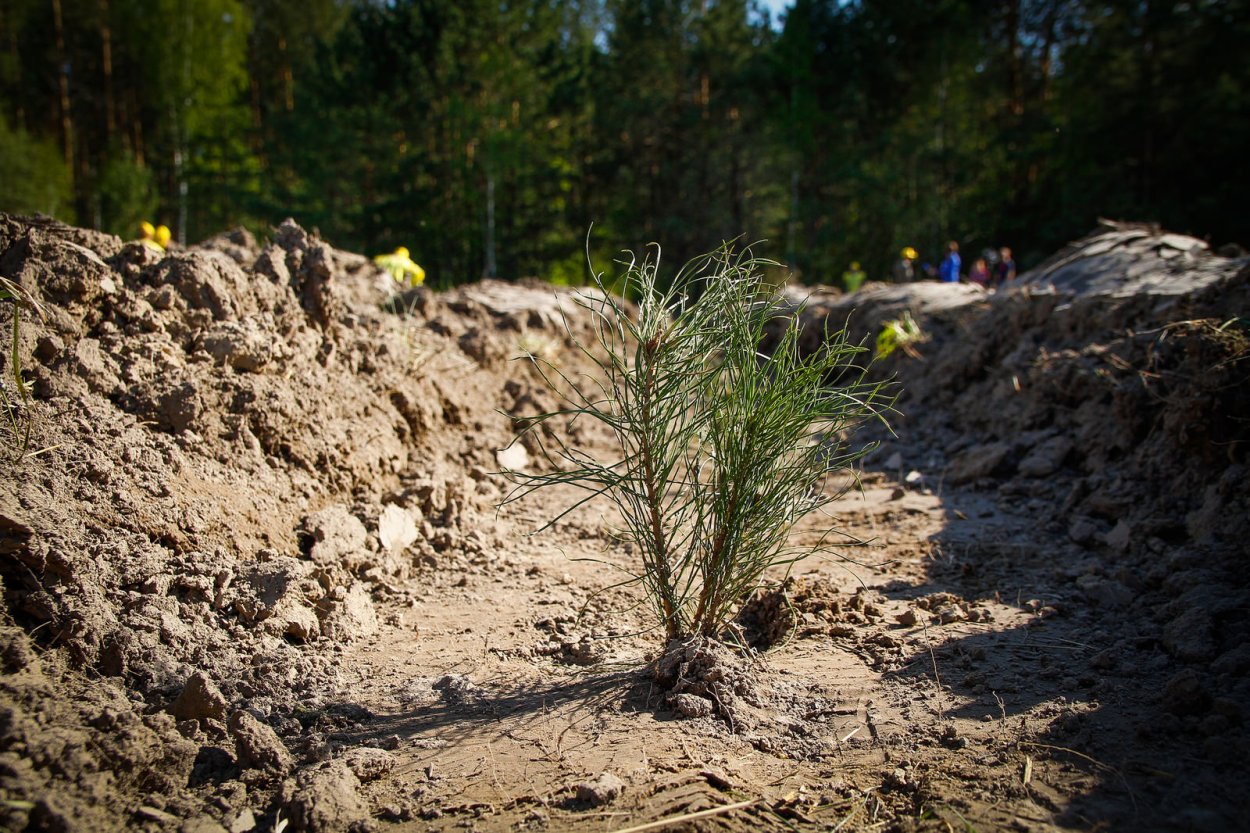 Лесовосстановление лиственницей