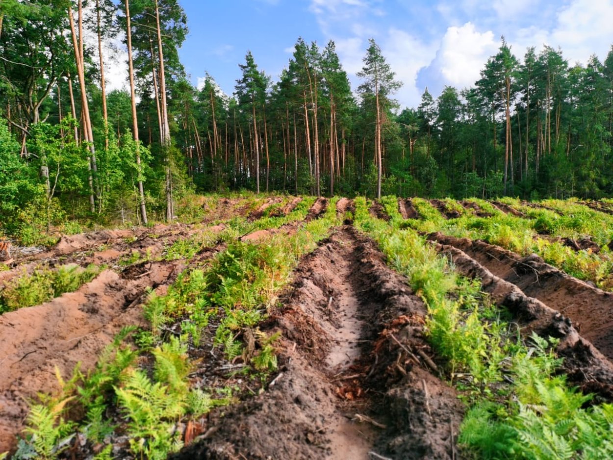 Кривандино лесхоз