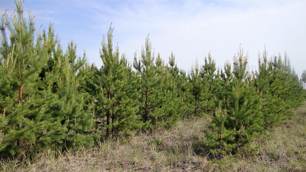 Хвойный Молодняк