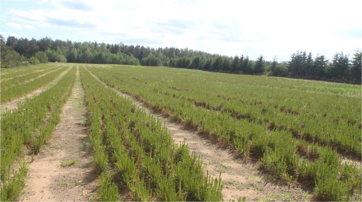 Лесной питомник сосны