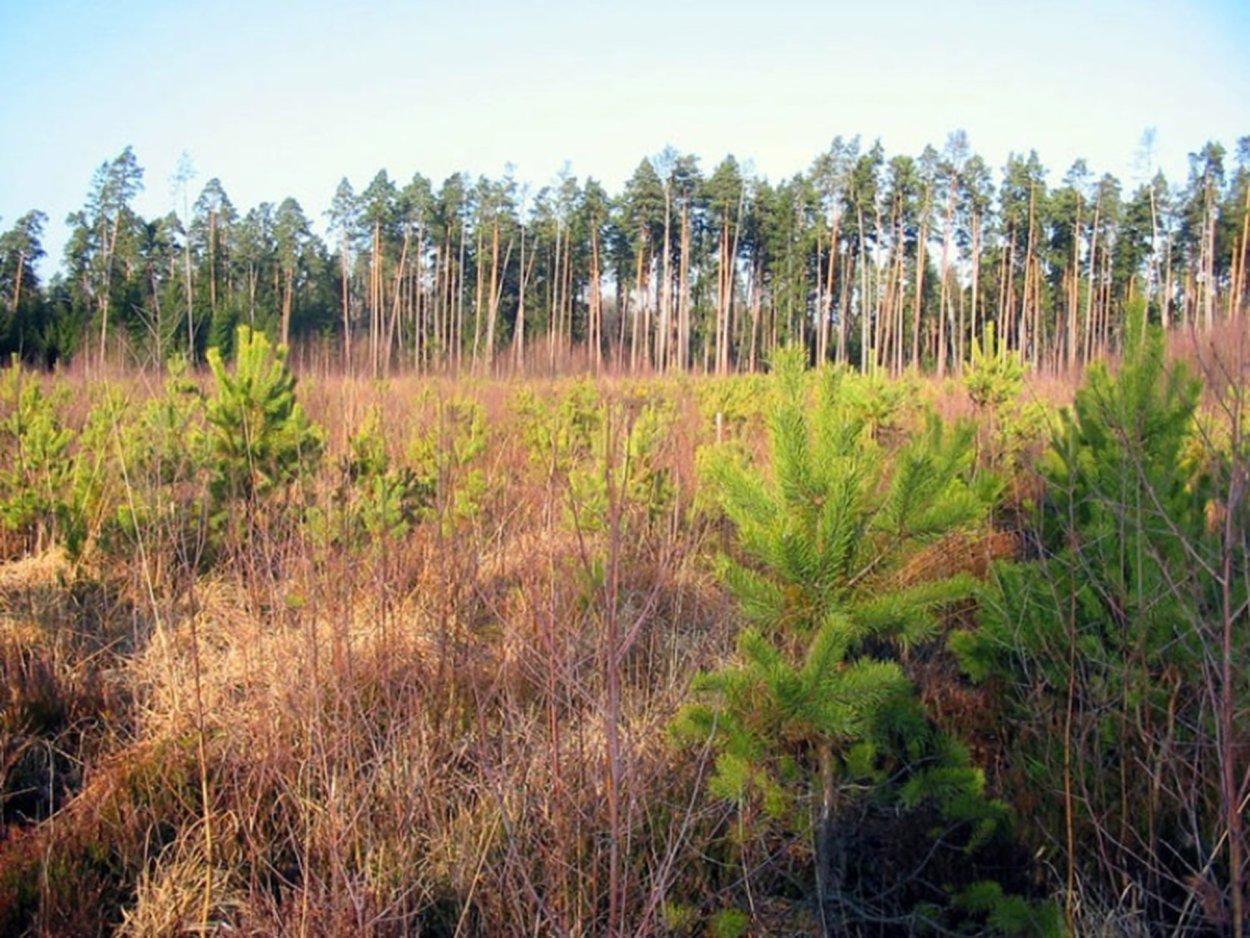 Подрост сосны обыкновенной