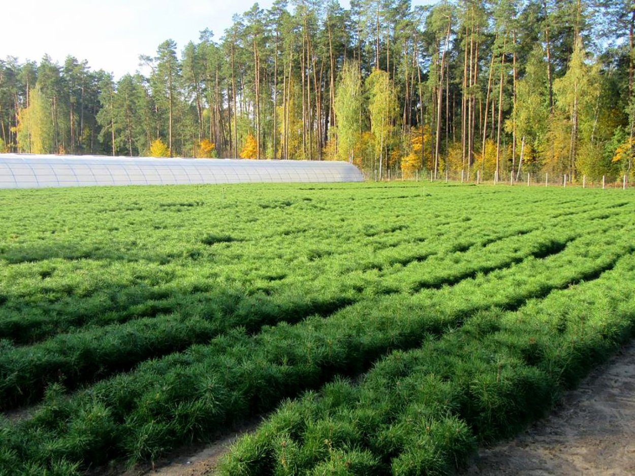 Лесные плантации в Финляндии