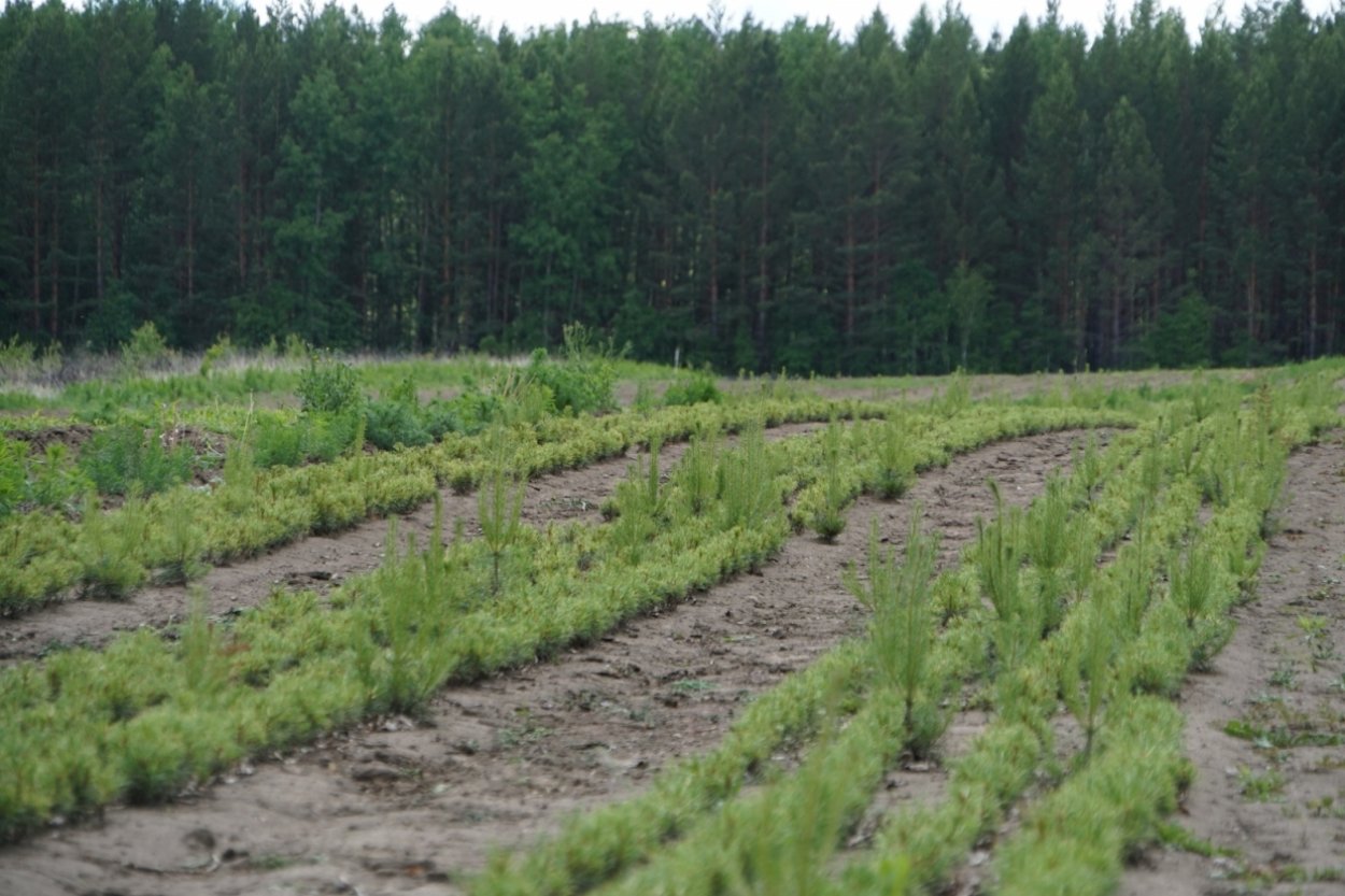 Лесовосстановление в Иркутской области 2020