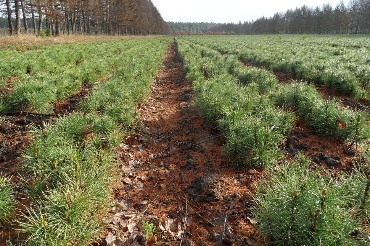 Лесной питомник сеянцы сосны