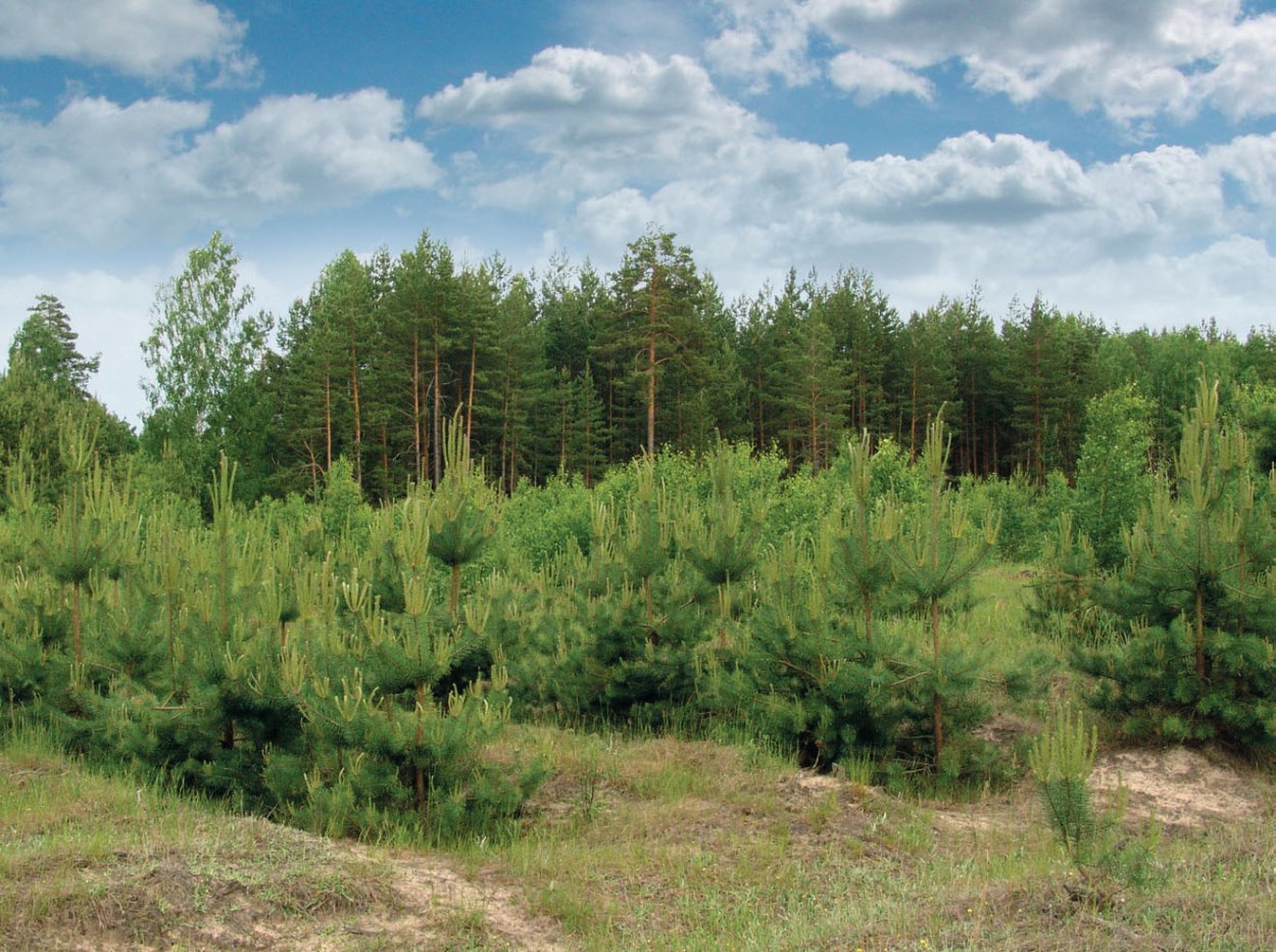 Еловый лес в Липецкой области