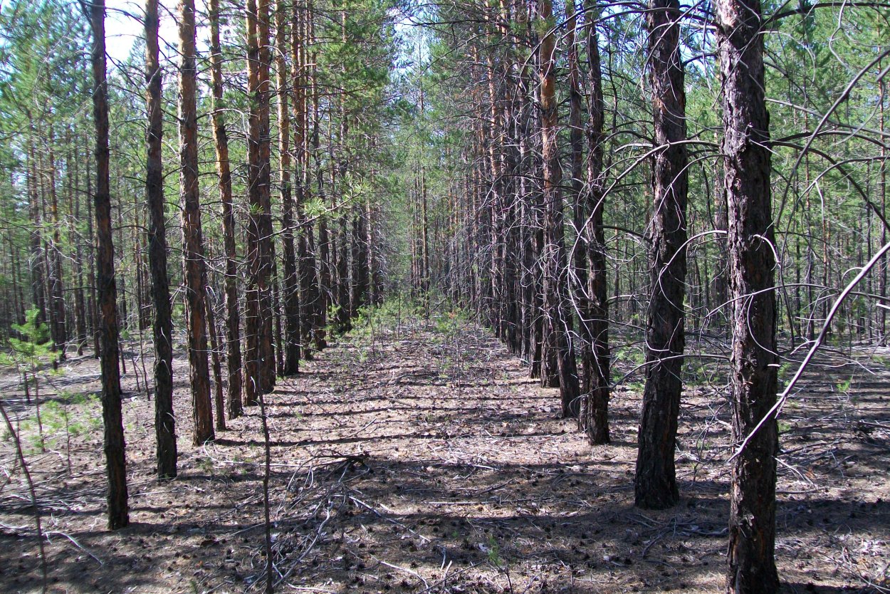 Лесовосстановление лиственницей