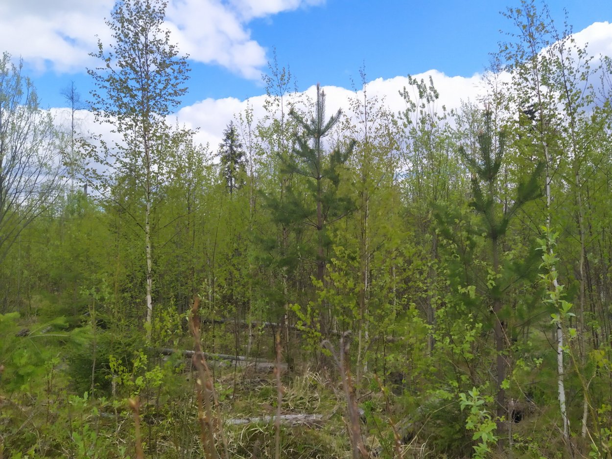Молодняк леса