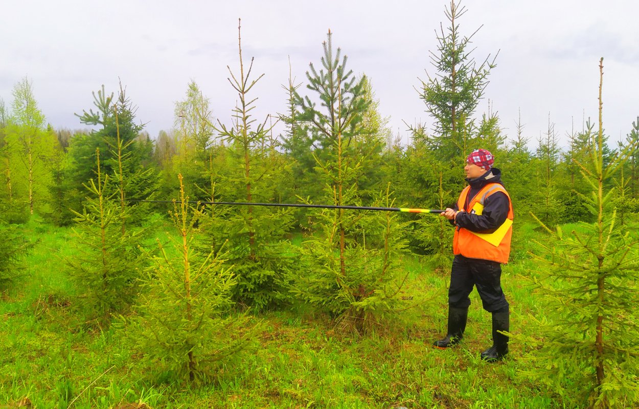 Рубки ухода за лесом