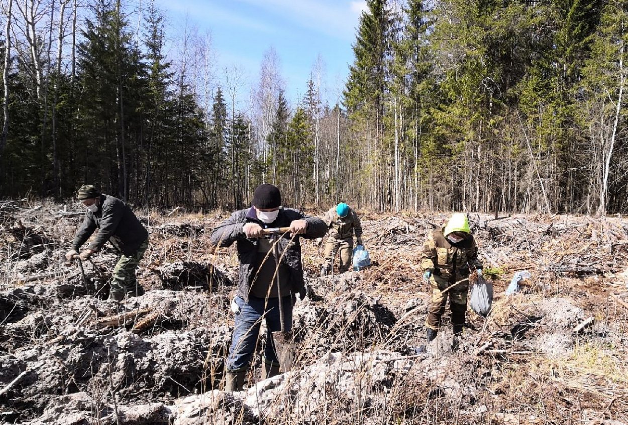 Смешанные Лесные культуры