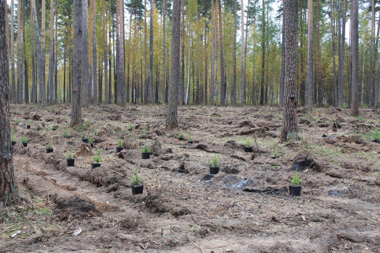 Лесовосстановление на Гарях