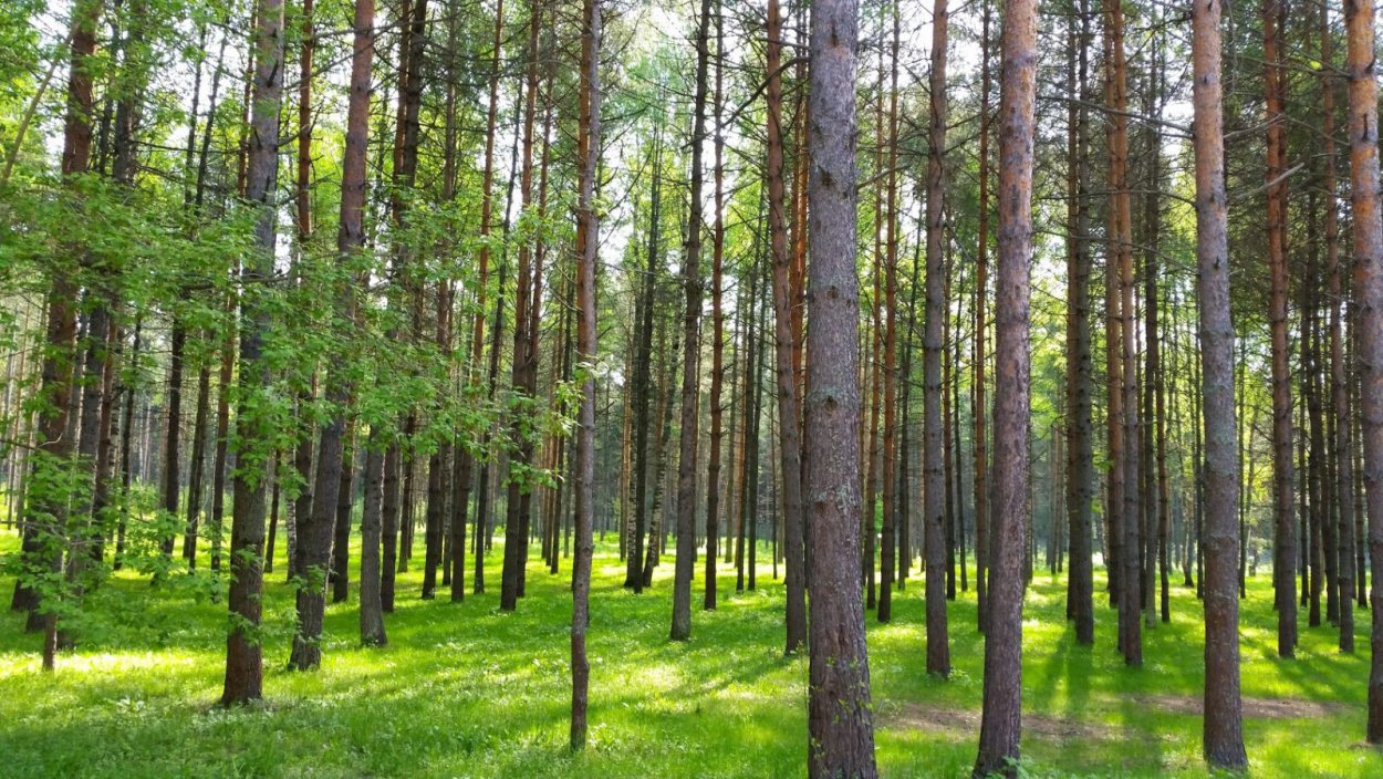 Хвойный лес Томск