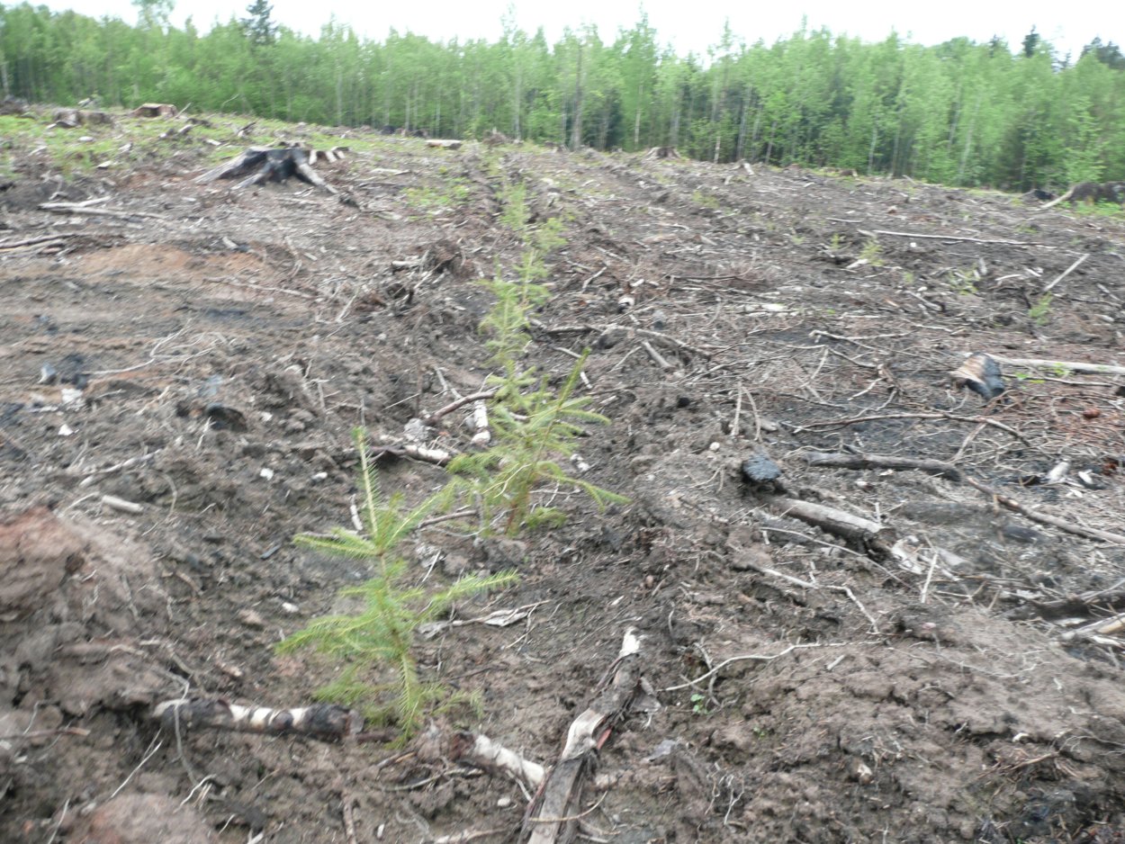 Последующие Лесные культуры