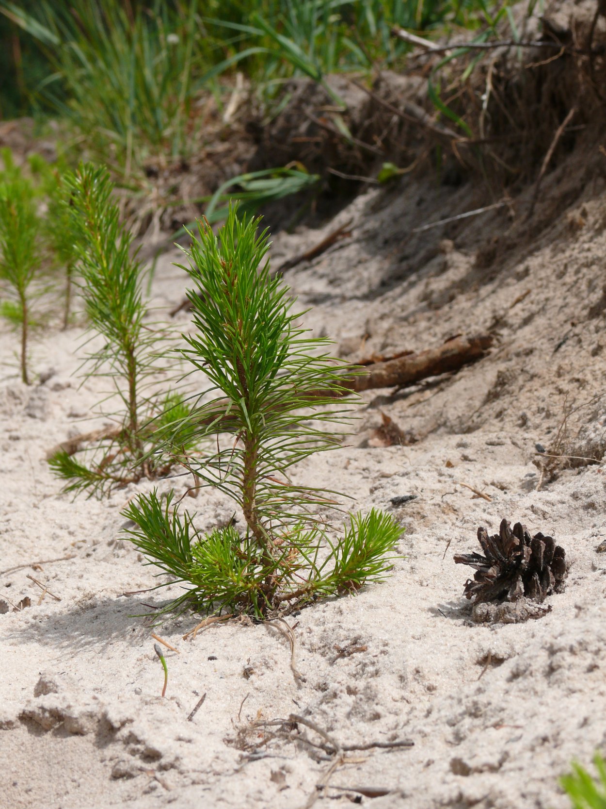Сеянцы сосны обыкновенной