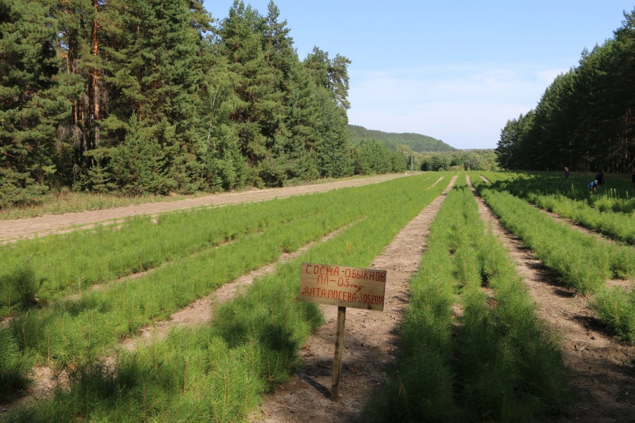 Хвойные леса Пензенской области