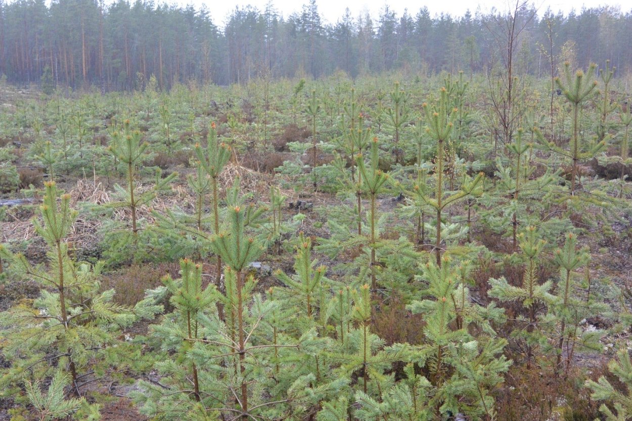 Объедание лесных культур сосны обыкновенной