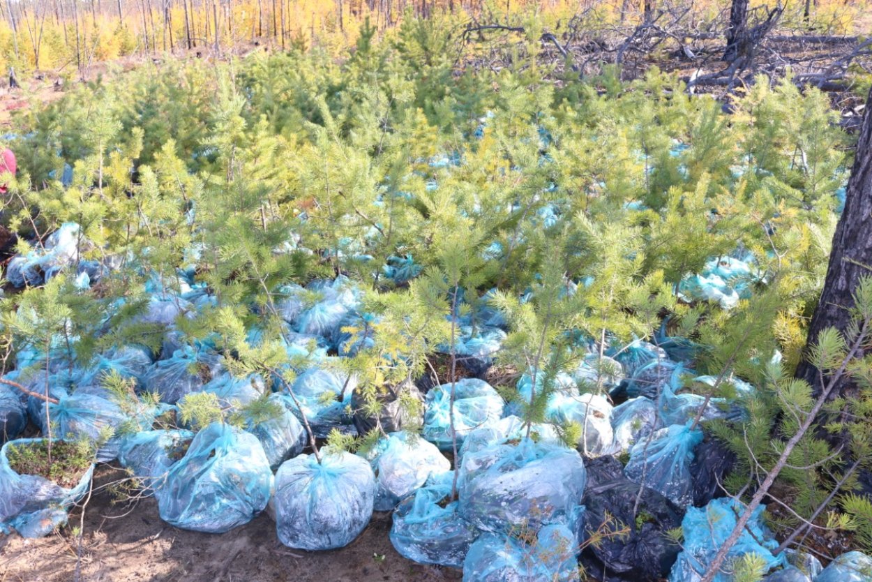 Компенсационное лесовосстановление