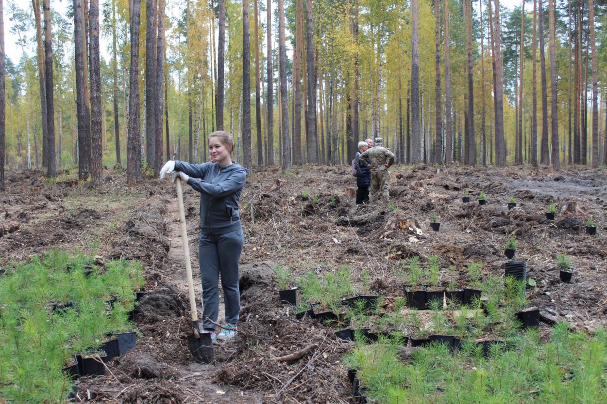 Посадка лесных культур
