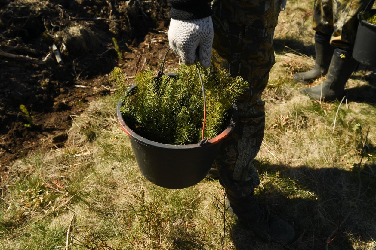 Посадки леса ЛЕНОБЛАСТЬ