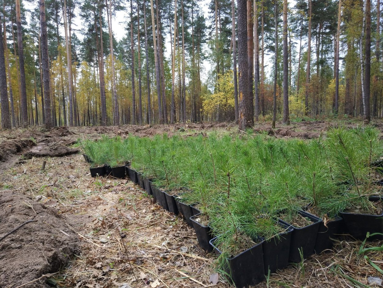 Смешанные Лесные культуры