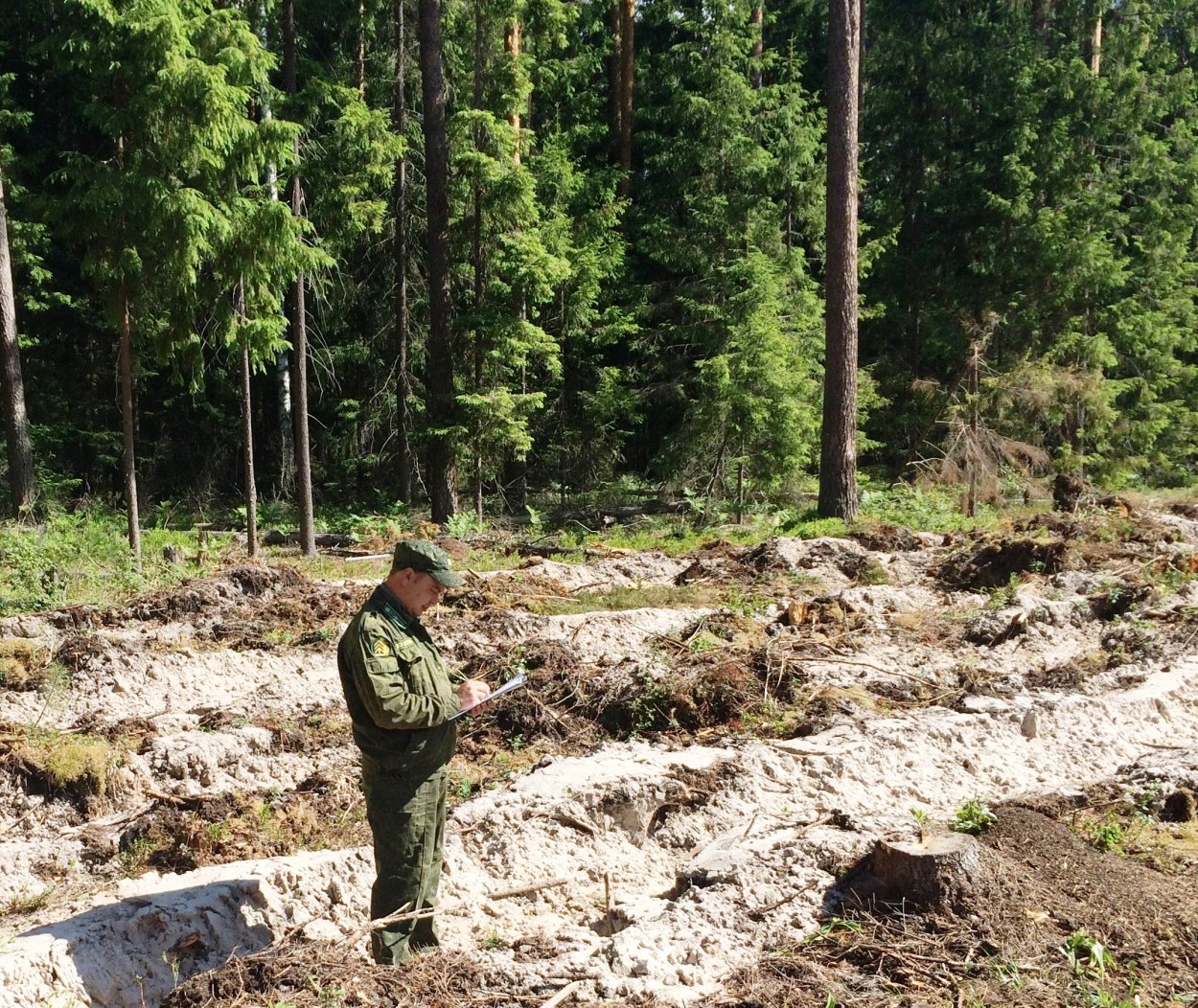 Метод лесных культур