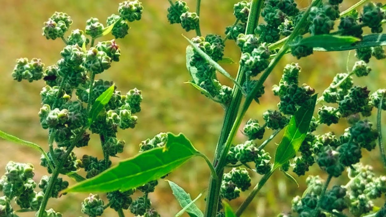 Лебеда Марь-белая растение