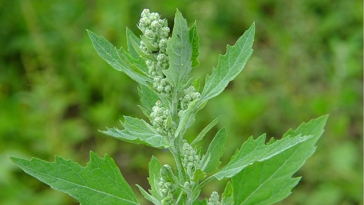 Лебеда (Марь обыкновенная, Марь белая)