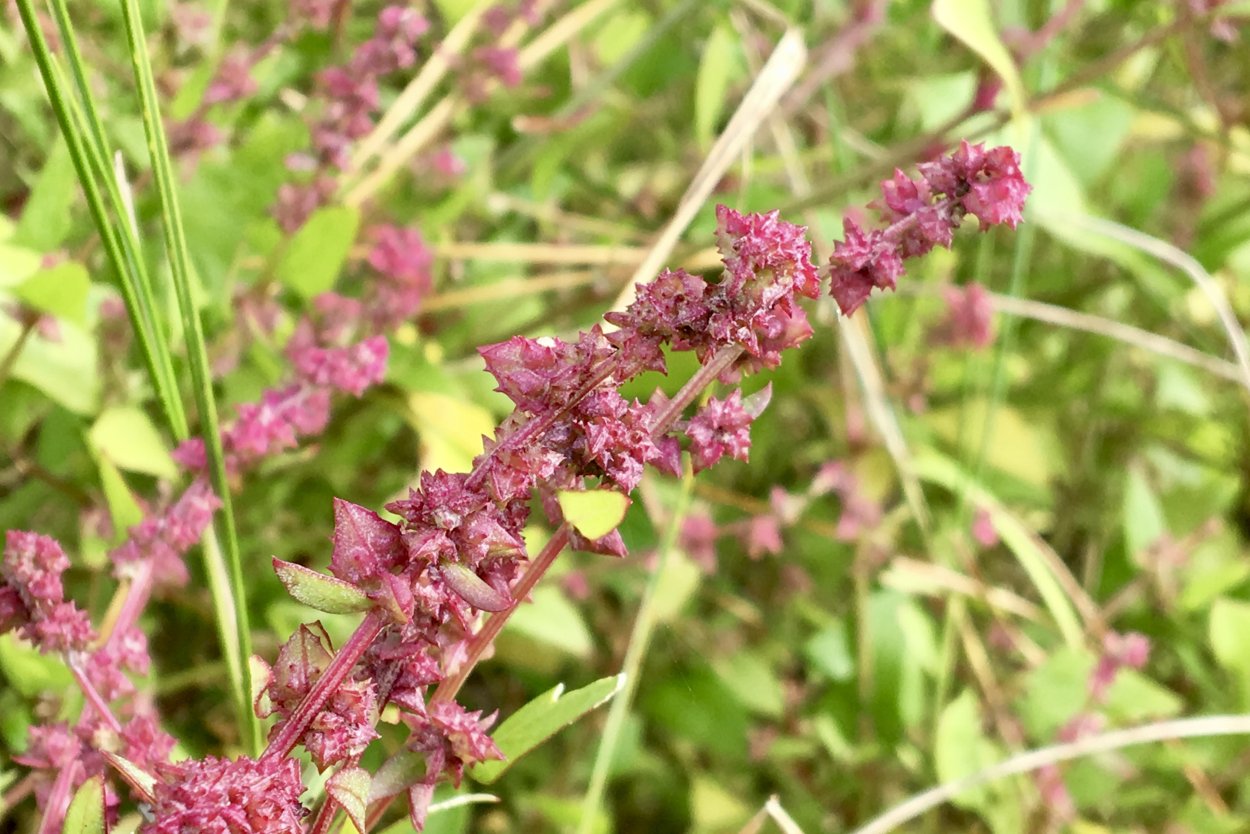 Chenopodium album l