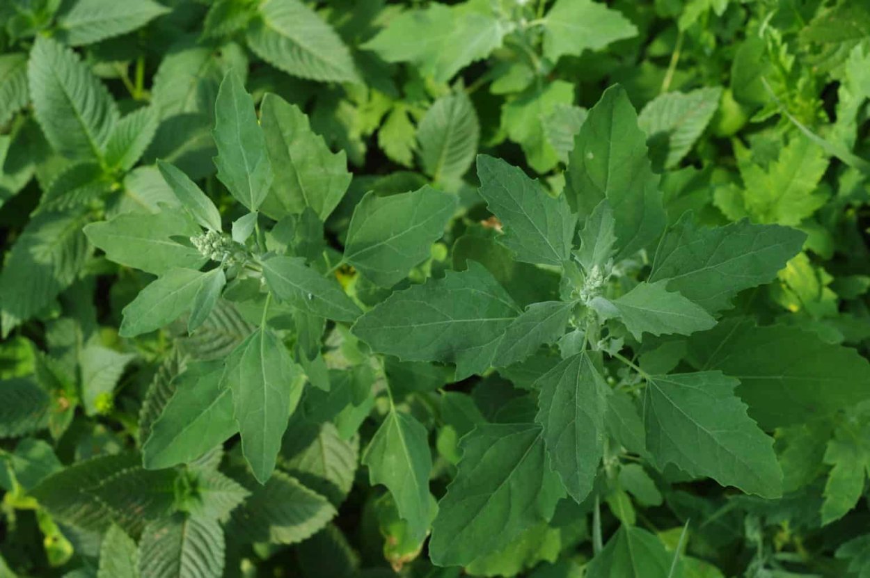 Lambsquarters растение