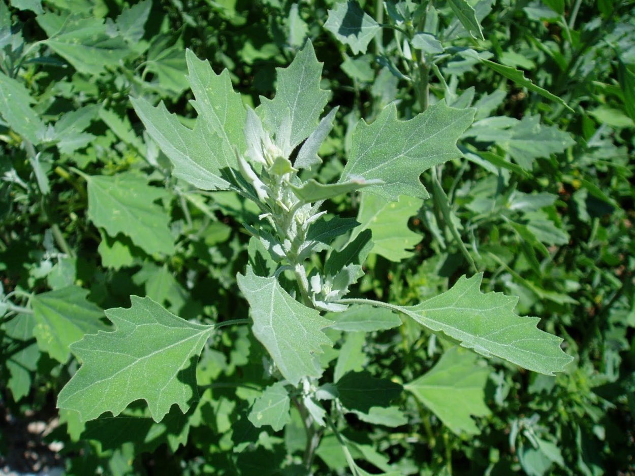 Марь белая лебеда