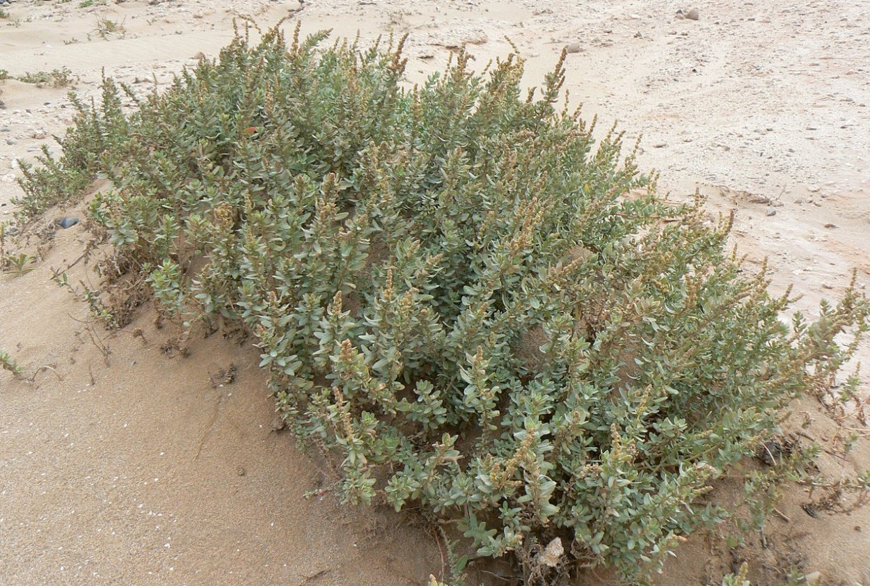 Полынь Казахстанская