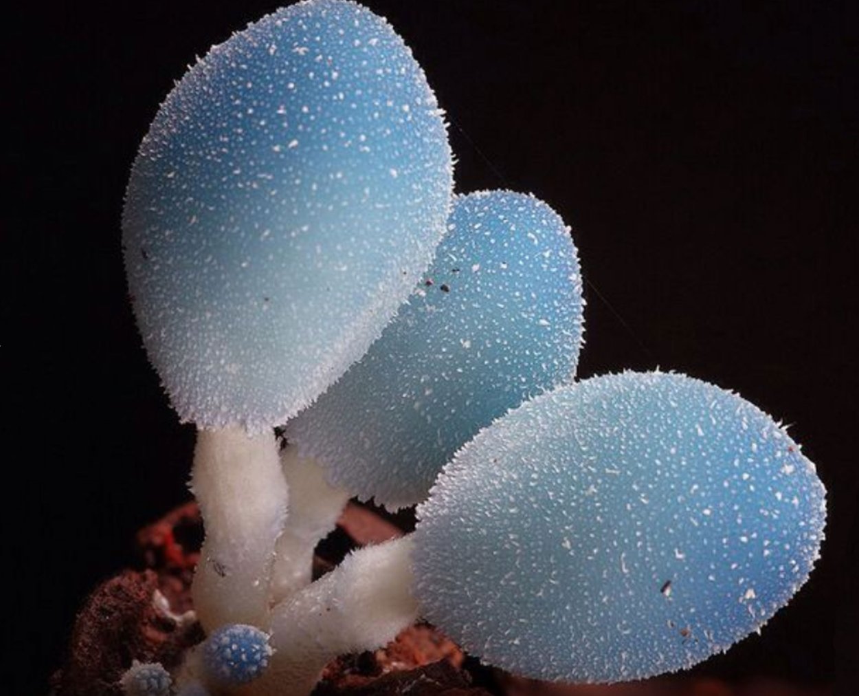 Необычные грибы