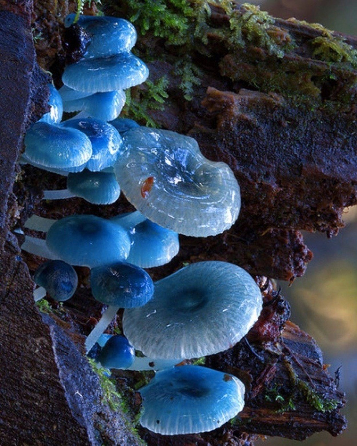 Грибы Campanella SP.