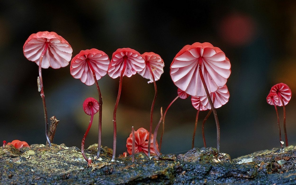 Гриб Mycena viscidocruenta