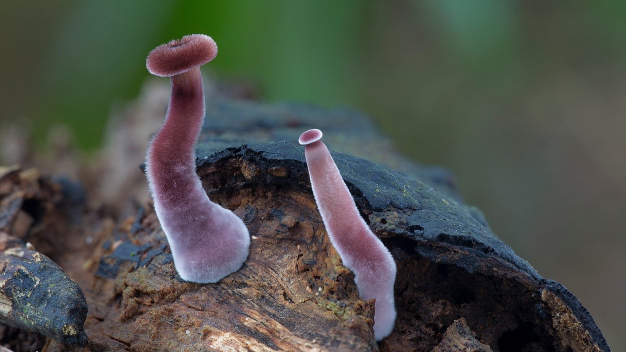 Гриб Энтолома голубая