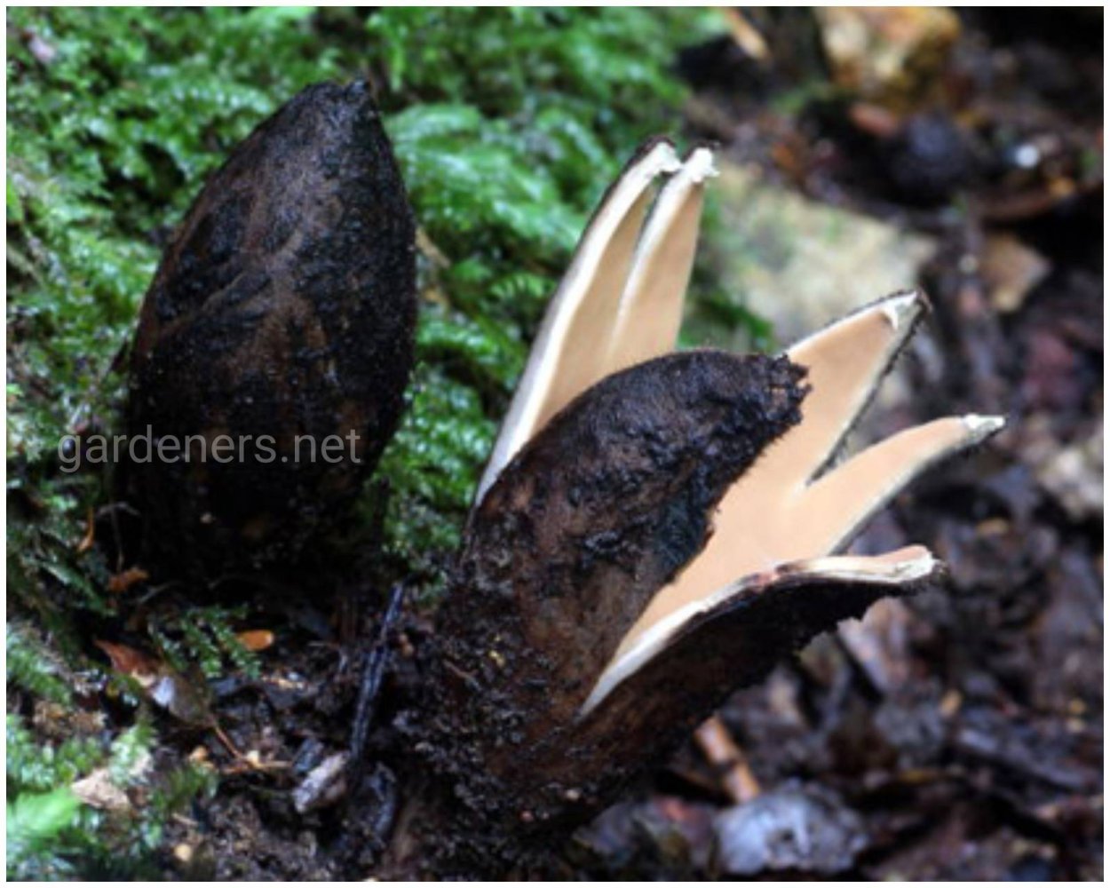 Редкие грибы