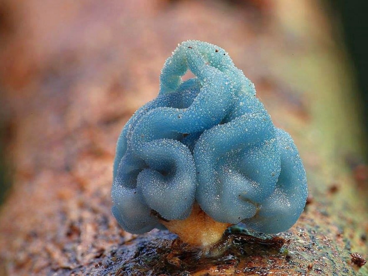 Entoloma hochstetteri небесно-голубой гриб