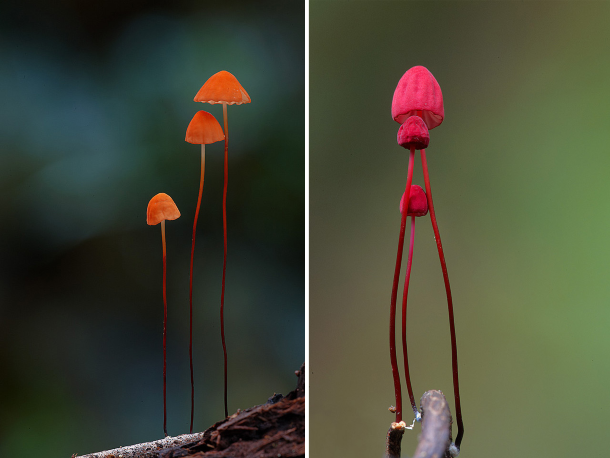 Кровоточащий гриб (Hydnellum peckii)