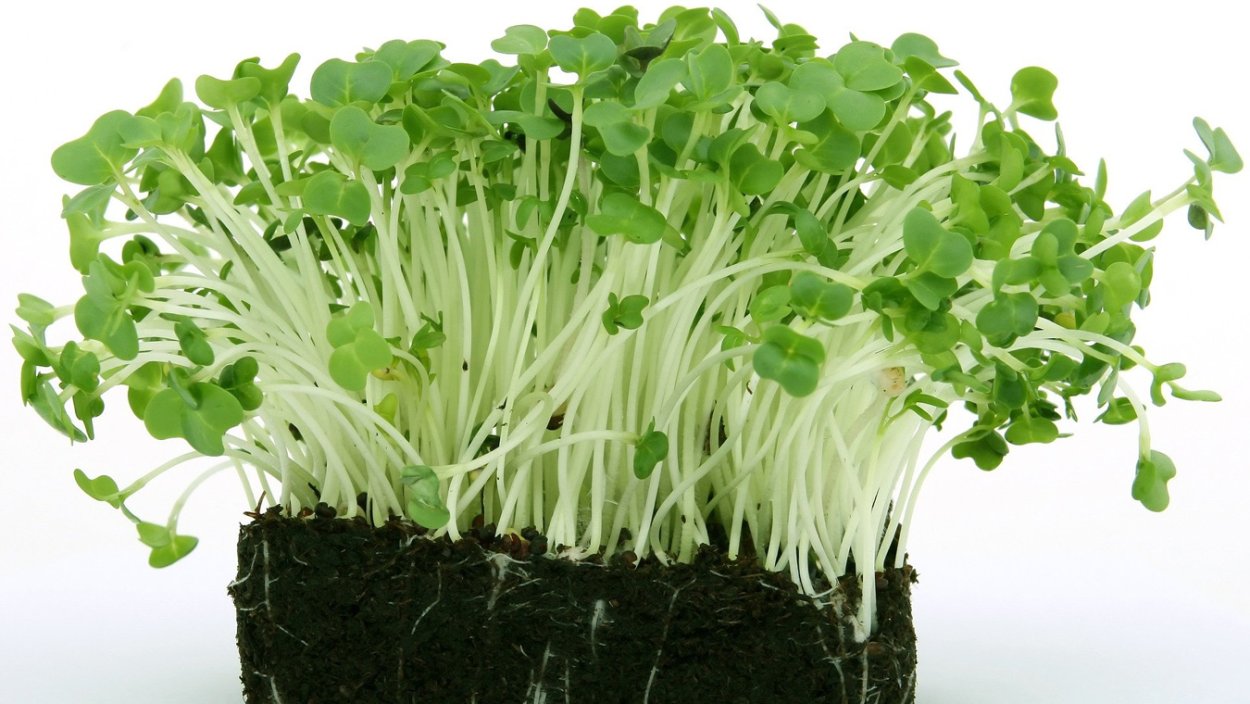 Кресс салат цветет