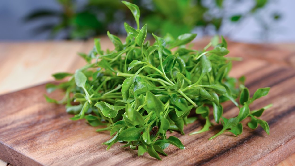 Кресс салат растение