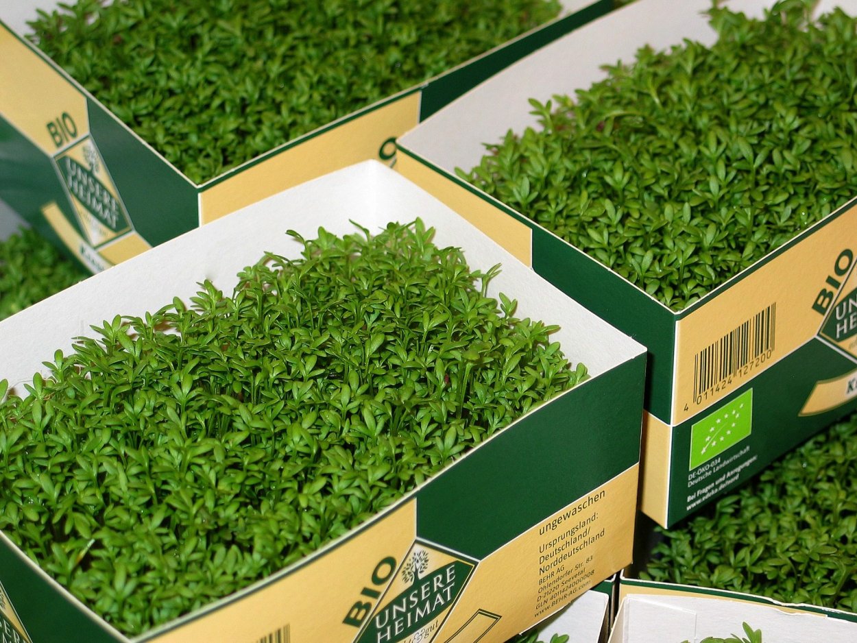 Кресс салат семена микрозелени