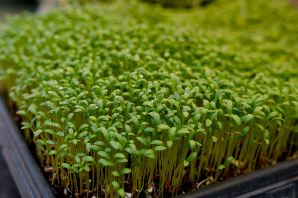 Micro Green микрозелень