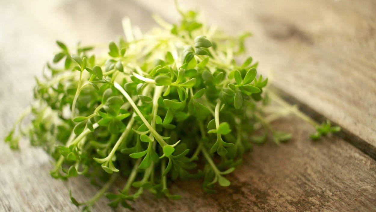 Латук микрозелень