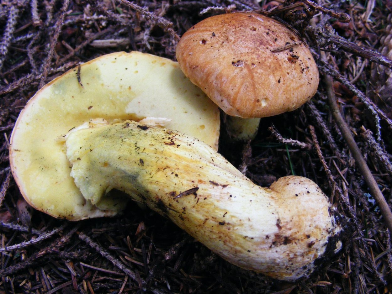 Hydnum repandum