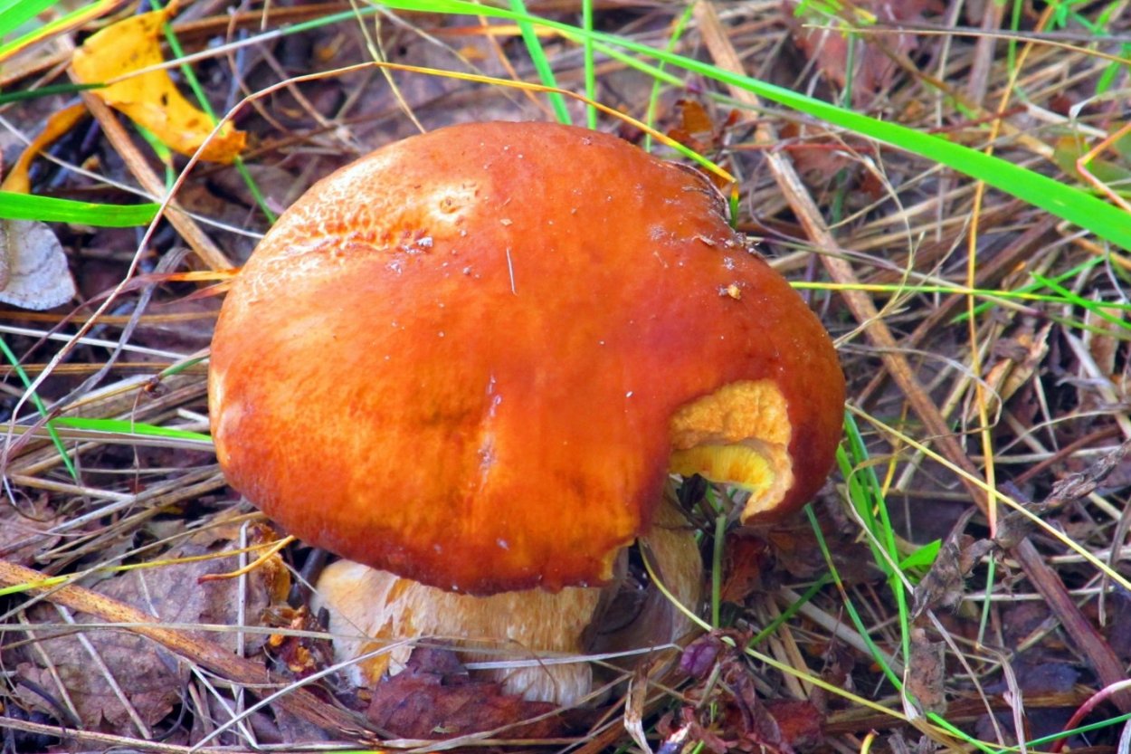 Еловик желтый гриб