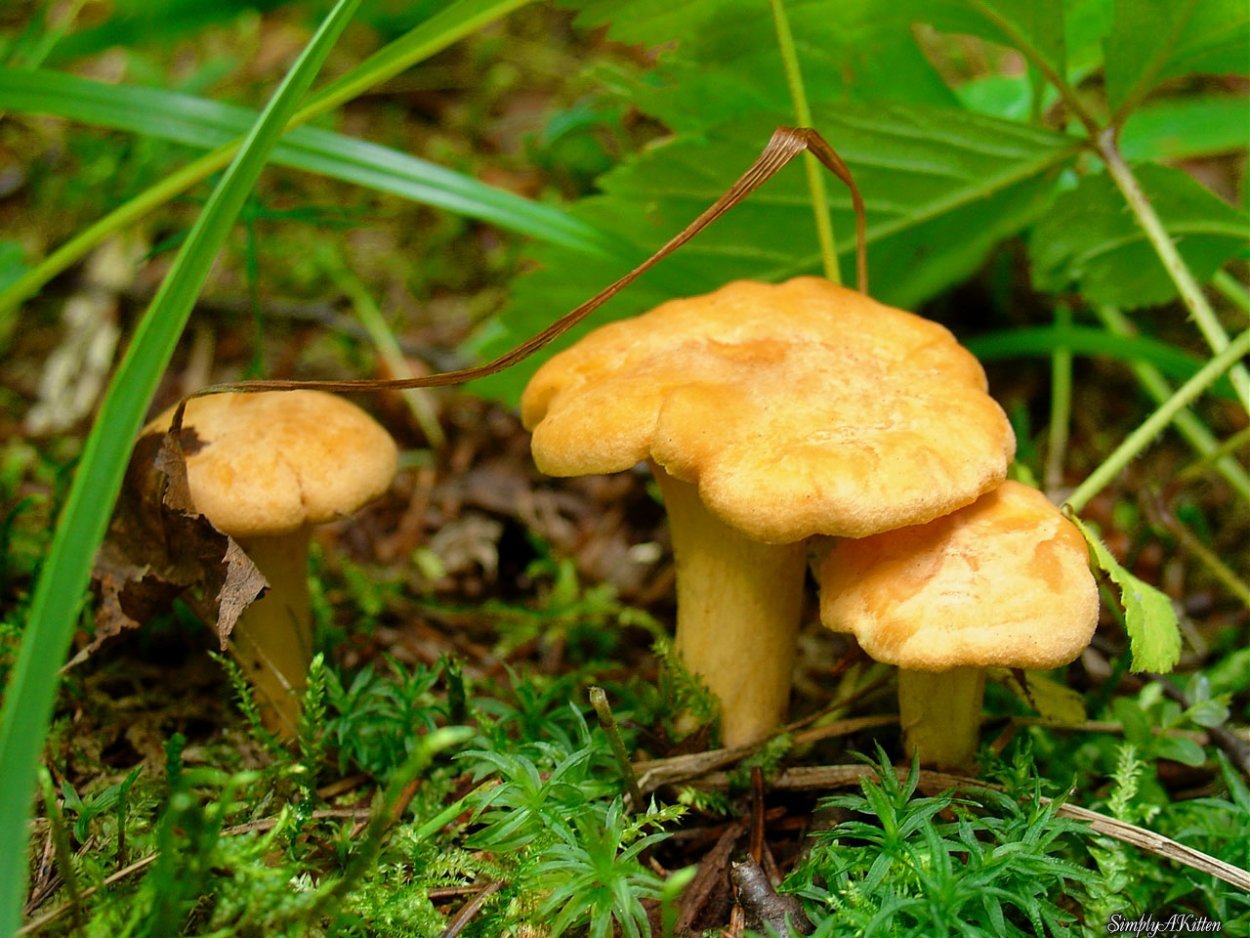 Грибы ежовик жёлтый