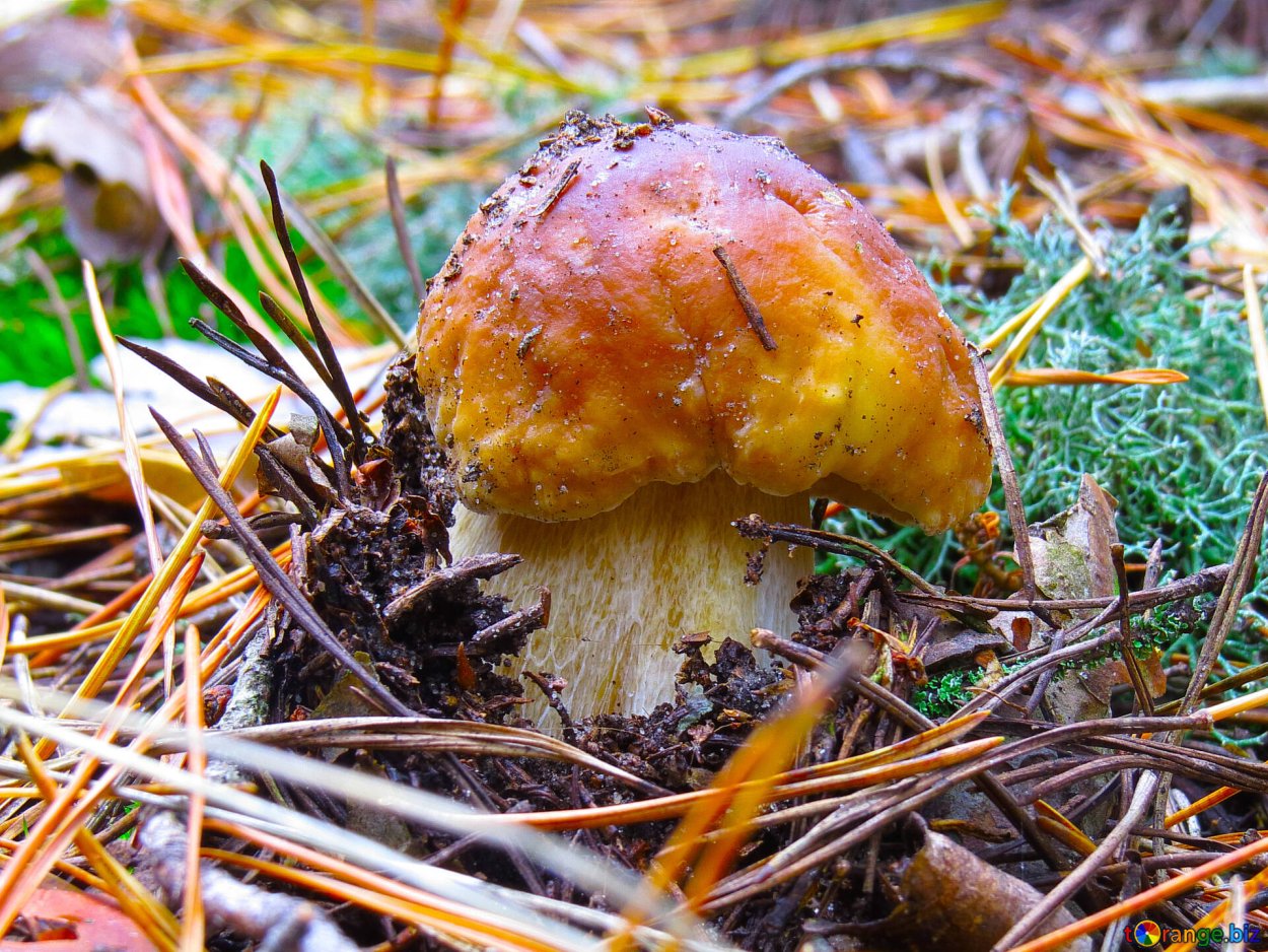 Гриб феолепиота золотистая