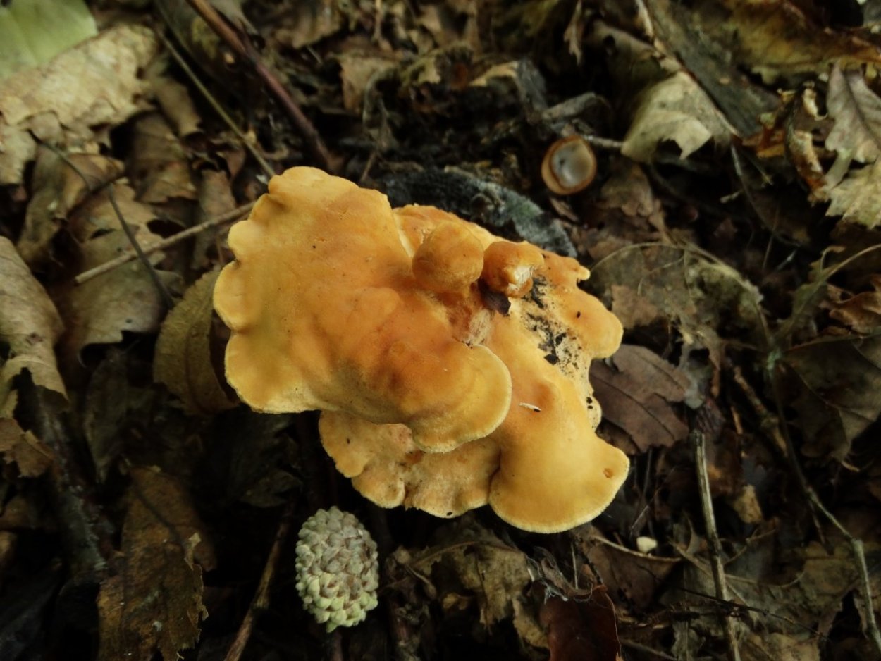 Еловик желтый гриб