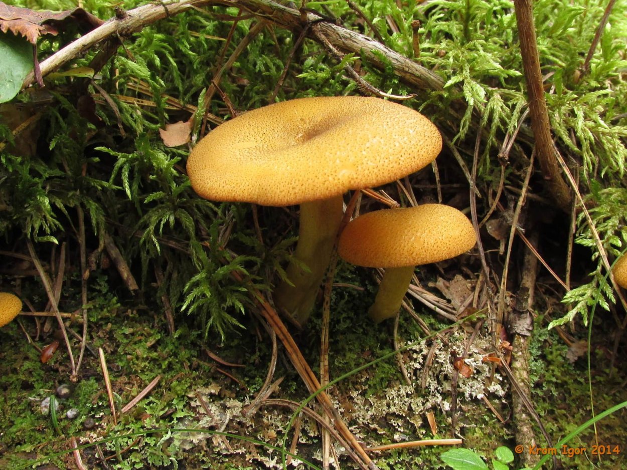 Лисичка ложная Hygrophoropsis aurantiaca