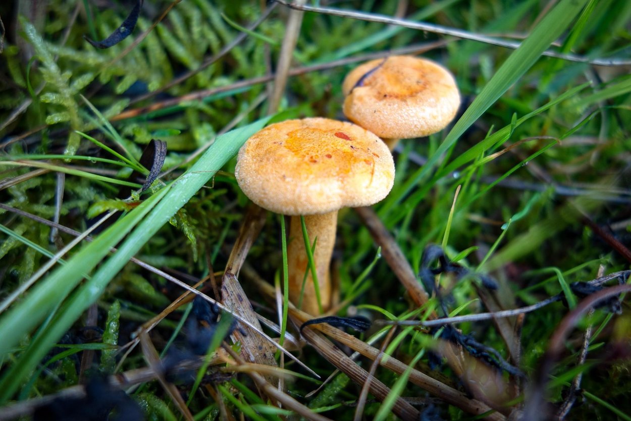 Свинушка тонкая Paxillus involutus
